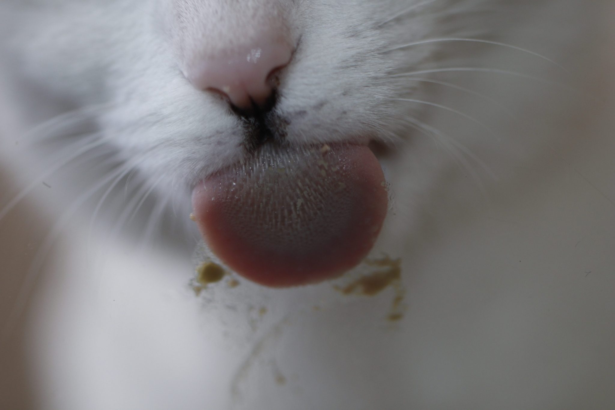 Alergias e intolerancias alimentarias en gatos, más común de lo que creemos La Era Gatera